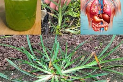 Unlocking the Health Benefits of Goose Grass: A Natural Remedy for Wellness