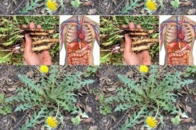 20 Compelling Reasons to Gather Dandelion Blooms Until Your Fingers Turn a Sunny Yellow Hue