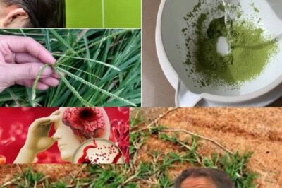 This Unpretentious Wonder of Nature is actually a real-life treasure..