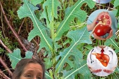 Exploring the Benefits of Prickly Lettuce: Medicinal Properties and Practical Uses