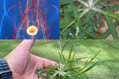 Harnessing the Power of Goose Grass: A Comprehensive Guide to Its Preparation and Therapeutic Uses