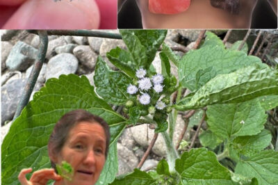 The Incredible Healing Power of Billygoat Weed (Ageratum conyzoides): 15 Health Benefits You Should Know About