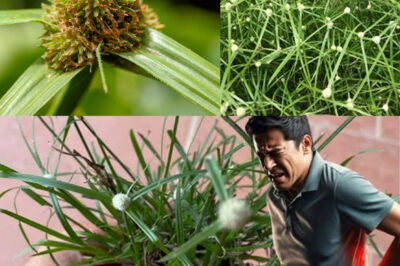 The Healing Power of Kyllinga brevifolia: Nature’s Green Ally