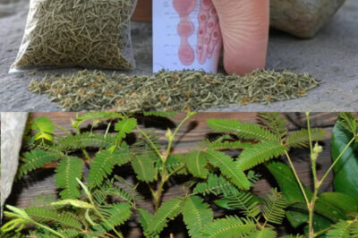 The Healing Power of Mimosa Pudica: 10 Incredible Health Benefits of the Sensitive Plant