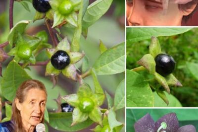 Deadly Nightshade (Atropa belladonna): The Mysterious and Dangerous Plant with a Dark Legacy