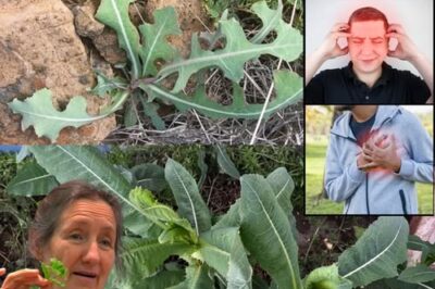 Lactuca Serriola: The Power of Prickly Lettuce That Grows Everywhere