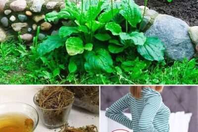 The Incredible Health Benefits of Plantain Leaf