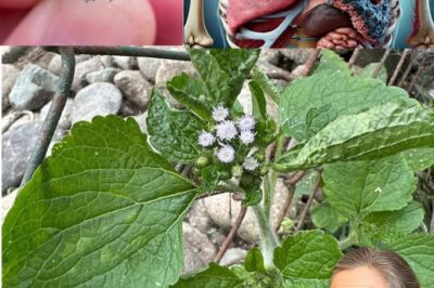 The Incredible Healing Power of Billygoat Weed (Ageratum conyzoides): 15 Health Benefits You Should Know About