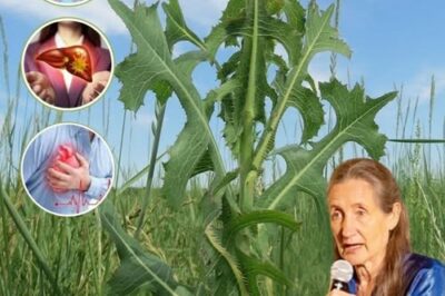 Lactuca Serriola: The Power of Prickly Lettuce That Grows Everywhere