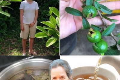 Guava Leaves: The Hidden Natural Remedy for Glowing Skin, Luscious Hair, and Lasting Health