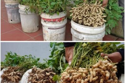 How to Grow Peanuts from Store-Bought Nuts: The Ultimate Gardening Hack