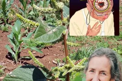 Discover the Hidden Gem in Your Garden: Bledo Blanco – The Overlooked Superfood and Brain Oxygenator
