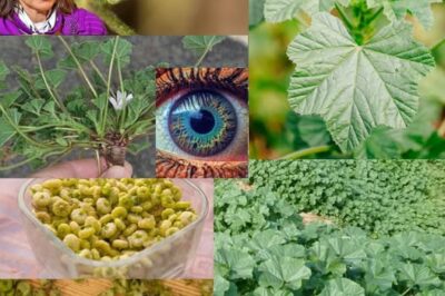 Unlocking the Secret Health Benefits of Common Mallow: Nature’s Wonder Herb for Wellness