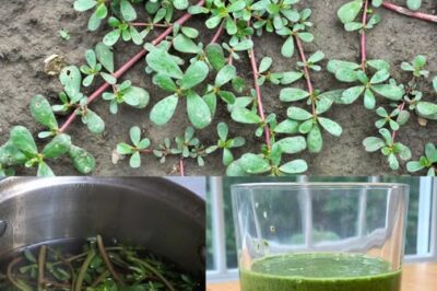 Purslane: The Superfood That Tastes Better Than Meat – 7 Reasons to Grow It in Your Garden