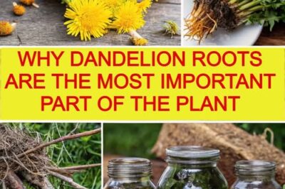 Unearthing the Treasure: Why Dandelion Roots are the Most Important Part of the Plant