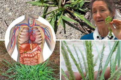 Discover the Unexpected Health Benefits of Crabgrass: A Natural Remedy for Wellness