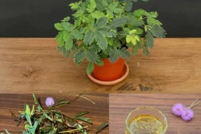 The Healing Power of Mimosa Pudica: 10 Incredible Health Benefits of the Sensitive Plant