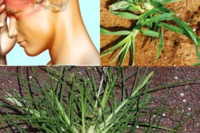 Discover the Unexpected Health Benefits of Crabgrass: A Natural Remedy for Wellness