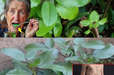 The Incredible Healing Power of the Leaf of Life (Bryophyllum pinnatum)