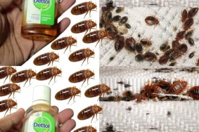 How to Get Rid of Bed Bugs in 2 Minutes