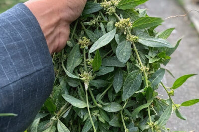 The Health Benefits of Euphorbia Thymifolia: A Powerful Yet Overlooked Herb