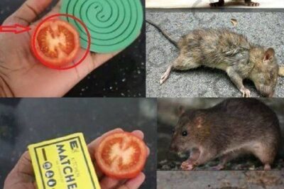 Mouse Repellent: 7 Natural Tips to Keep Mice Out of Your Home (Matches & Tomato Hack Included!)