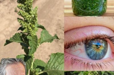The Incredible Health Benefits of Pigweed: A Nutrient-Rich Superfood You Need to Try