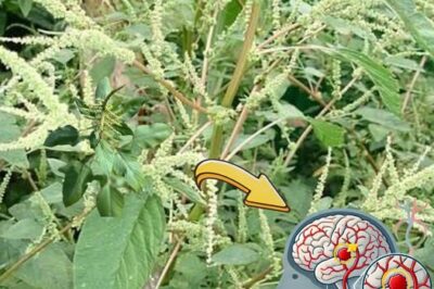 Bledo Blanco: The Overlooked Superfood and Brain Booster