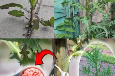 The Power of Wild Lettuce Sap: How to Collect, Use, and Benefit from It