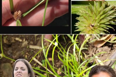 Kyllinga Brevifolia: Nature’s Underrated Healer for Holistic Health and Wellness