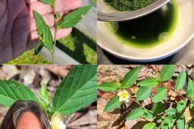 The Remarkable Benefits of Billygoat Weed (Ageratum conyzoides) and How to Use It