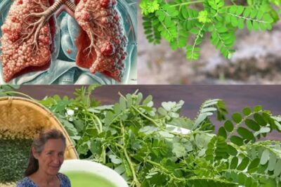 13 Health Benefits of Phyllanthus Niruri (Stonebreaker)