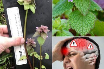 Purple Deadnettle (Lamium purpureum): A Hidden Gem of Medicinal and Practical Uses