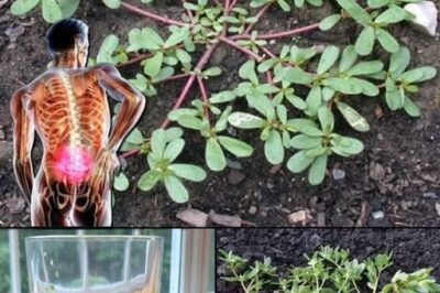Purslane: The Superfood That Tastes Better Than Meat – 7 Reasons to Grow It in Your Garden