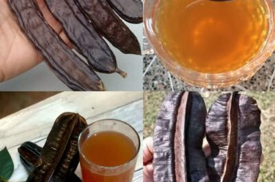 Carob: The Forgotten Superfruit Making a Healthy Comeback in 2025