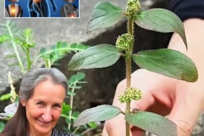 Big-Leafed Euphorbia: The Healing Herb That Treats Over 20 Ailments Naturally 🌿