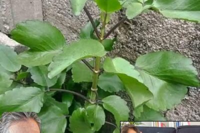 The Miracle Leaf of Life: 7 Incredible Health Benefits You Need to Know