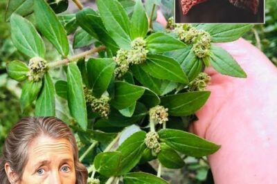 Euphorbia Hirta: 30 Health Benefits and How to Use It Safely