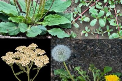 Weeds or Wonders? Discover the Hidden Treasures in These 4 Common Plants