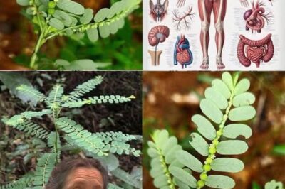 The Healing Benefits of Mimosa Pudica: Uses and Medicinal Value