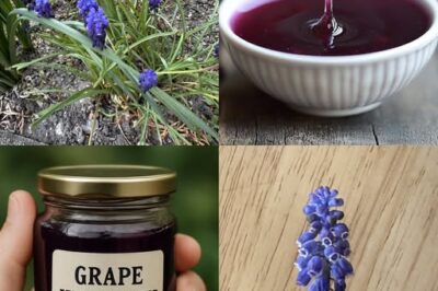 Grape Hyacinth (Muscari): More Than Just a Pretty Flower—It’s Edible and Beneficial! 🍵