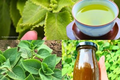 12 Powerful Medicinal Uses of Oregano Orejón: Unlock Its Healing Properties and Cleanse Your Vision