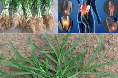 The Healing Power of Goose Grass – A Backyard Miracle for Over 10 Ailments