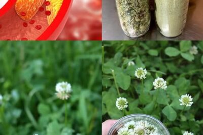 White Clover (Trifolium repens): 15 Benefits and Homemade Uses